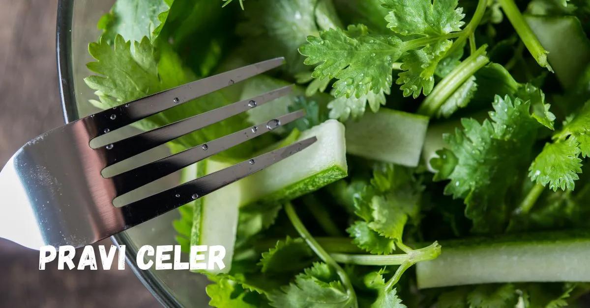 pravi celer