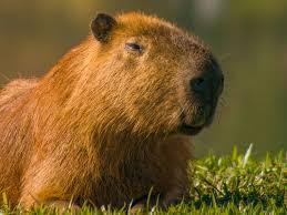 Capybara
